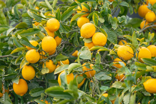 Ripe Yellow Lemons growing on a tree