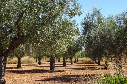 Olive Tree Grove in Spain