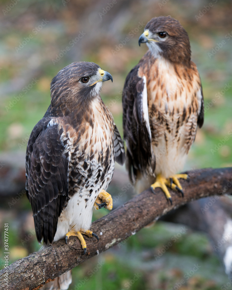 Hawk stock photo. Hawk birds perched while exposing their bodies, head, eye, beak, tail, plumage with a foliage background in their habitat and environment. Hawk stock photo. Hawk birds perched while exposing their bodies, head, eye, beak, tail, plumage with a foliage background in their habitat and environment.