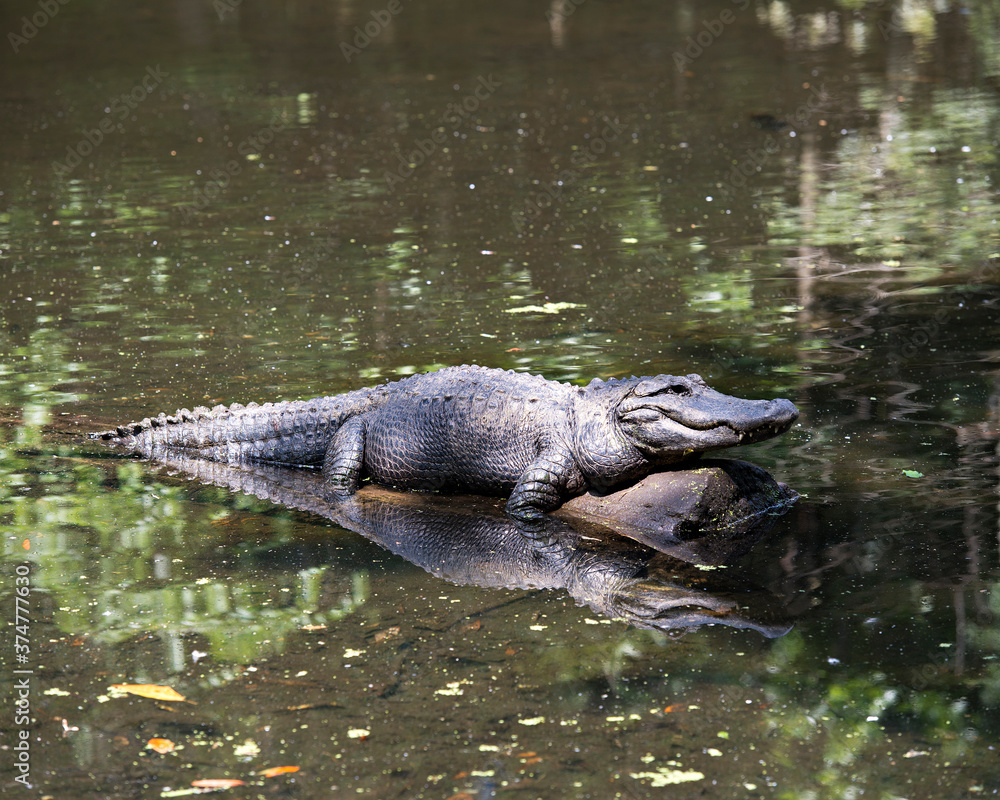 Fototapeta premium Alligator Stock Photos. Alligator close-up profile view displaying head, noses, eyes, tail, paws, in its habitat and environment with a reflection in the water. Image. Picture. Portrait.