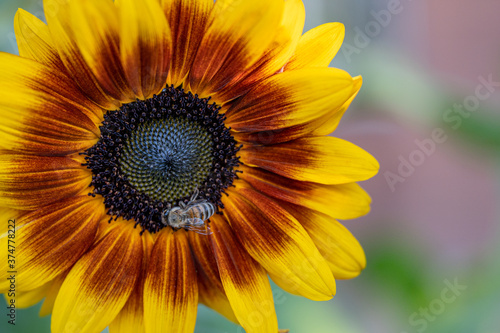 Ring of Fire sunflower blossom with bee, pollinating