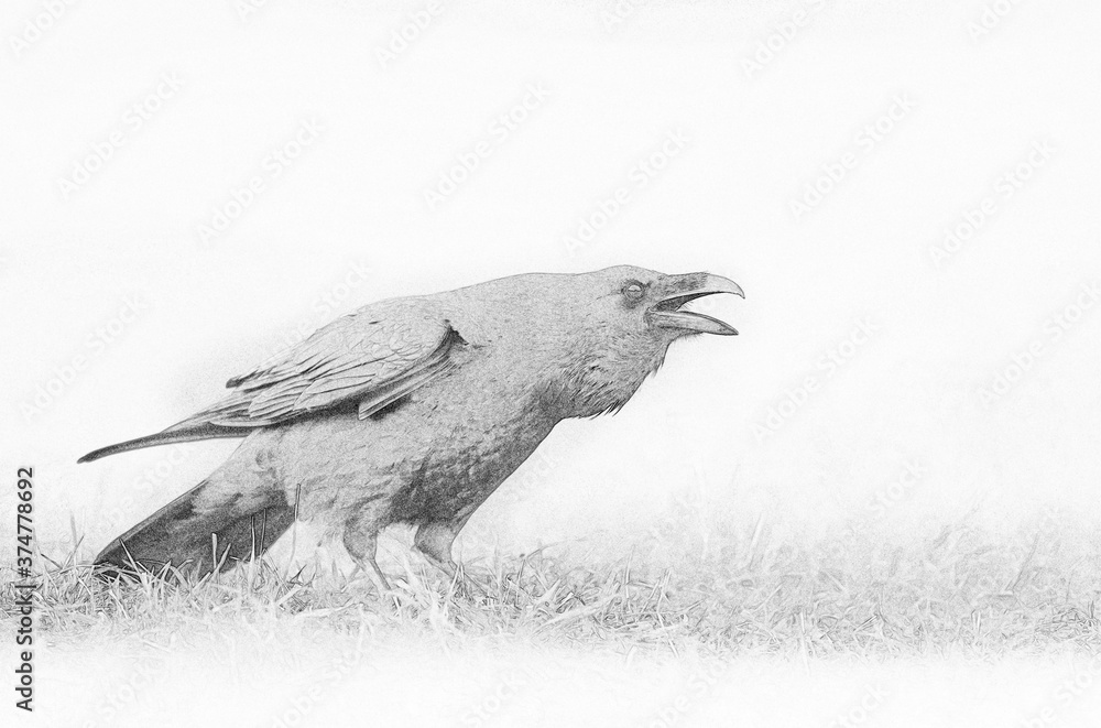 Fototapeta premium Raven (Corvus corax) close up - sketch