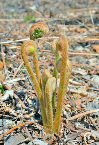 Young fern (Osmundastrum asiaticum) photo