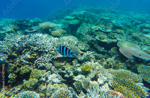 Damselfish on The Great Barrier Reef  Port Douglas  Queensland  Australia