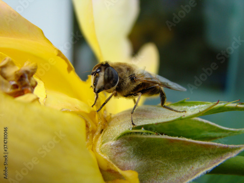 Pollen gatherer