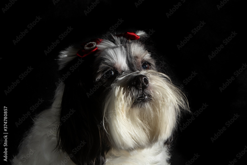 Image of a black and white lhasa apso dog with red bows