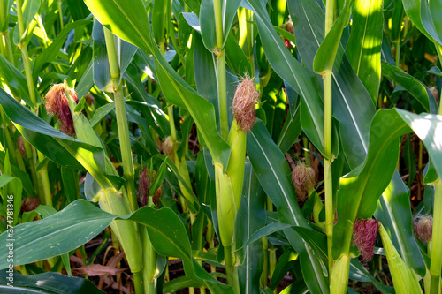Fotografija Closeup stalks of corn in farm field, tassels ears of corn