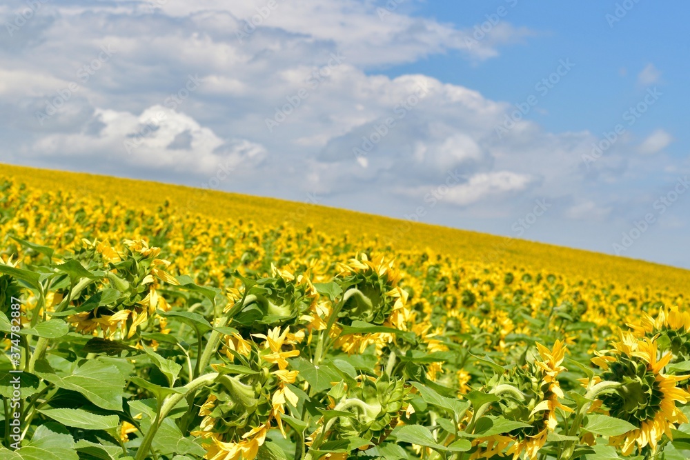 A field of blooming sunflowers, a close-up of the back of flowers, a diagonal slope of the horizon line. A field of blooming sunflowers, a close-up of the back of flowers, a diagonal slope of the horizon line.