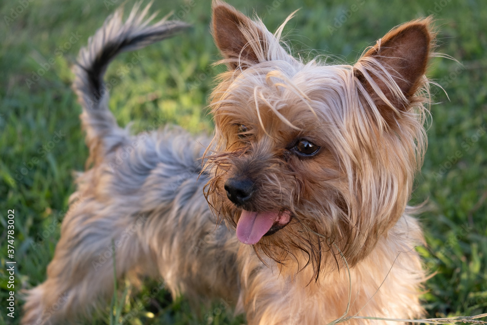 Happy Yorkshire Terrier dog playing in the park Happy Yorkshire Terrier dog playing in the park