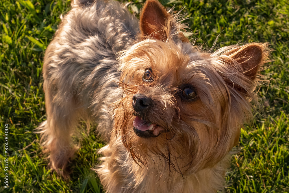 Close up portrait of young happy Yorkshire Terrier dog playing in the grass Close up portrait of young happy Yorkshire Terrier dog playing in the grass