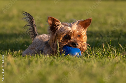 Obraz na plátně Cute young Yorkshire Terrier dog portrait, lying in long grass chewing rubber ba
