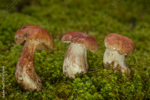 Mushroom Harvest - Three Delicious King Boletes