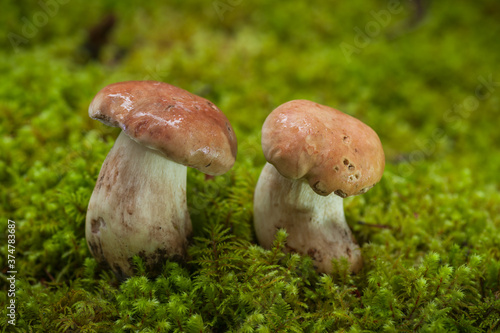 Two Delicious King Boletes in Moss.