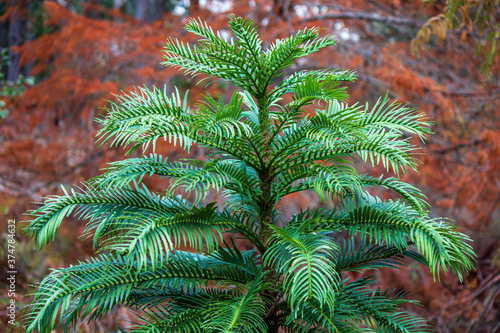 The endangered wollemi pine tree is a living fossil, a protected species from New South Wales, Australia from the jurassic period. Conservationists fought to save these trees from bushfires in 2020.