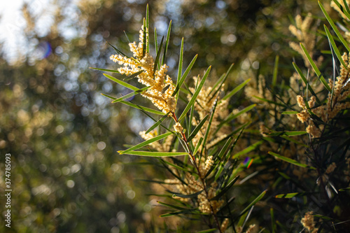Фотография Acacia doratoxylon or 'currawang' is an Australian native tree often used for nitrogen fixing and land rehabilitation