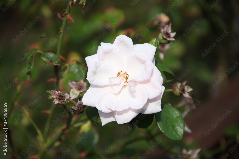 white rose flower white rose flower