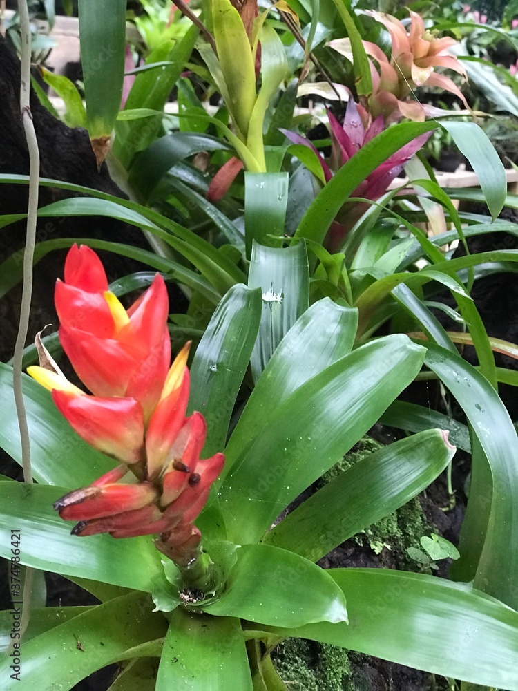 Obraz premium red and yellow flower