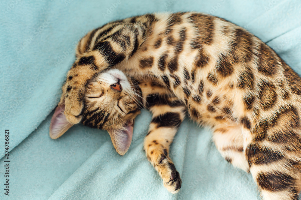 Little Bengal kitty laying on the blue background.