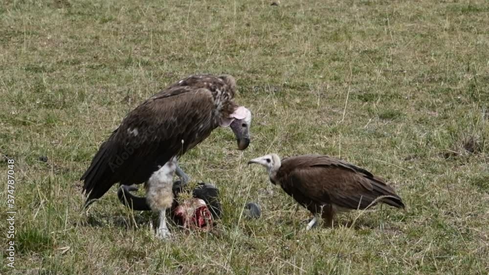 A lappet-faced vulture and a hooded vulture eat from the skull of a dead animal in Africa. Declining populations of vultures are scavengers that prevent the spread of infectious disease. A lappet-faced vulture and a hooded vulture eat from the skull of a dead animal in Africa. Declining populations of vultures are scavengers that prevent the spread of infectious disease.