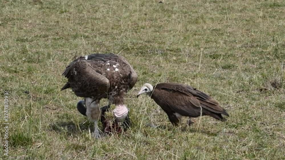 A lappet-faced vulture and a hooded vulture feed on the lifeless head of a dead animal in Africa. Declining populations of vultures are scavengers that prevent the spread of infectious disease. A lappet-faced vulture and a hooded vulture feed on the lifeless head of a dead animal in Africa. Declining populations of vultures are scavengers that prevent the spread of infectious disease.