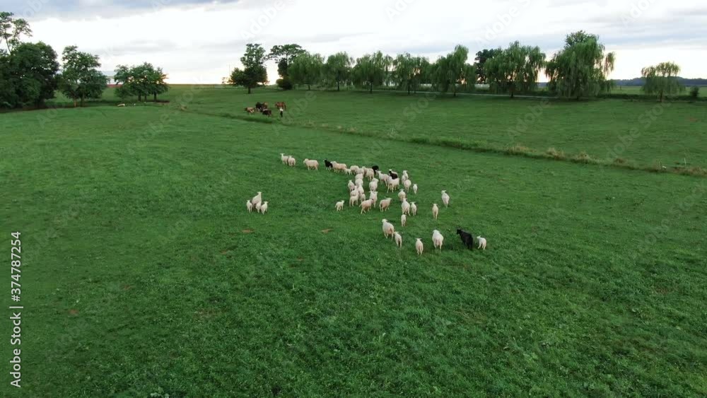 Descending aerial push-in, flock of white and black sheep in green meadow pasture Descending aerial push-in, flock of white and black sheep in green meadow pasture