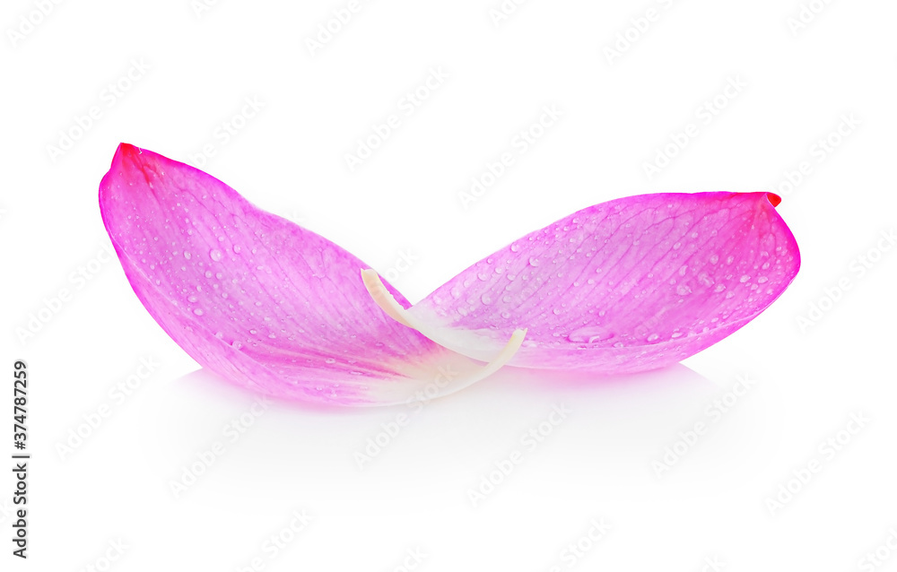 lotus isolated on white background lotus isolated on white background