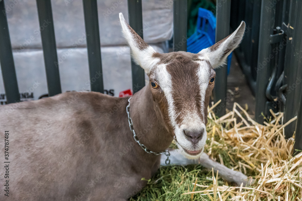 A white and brown goat in Phoenix, Arizona