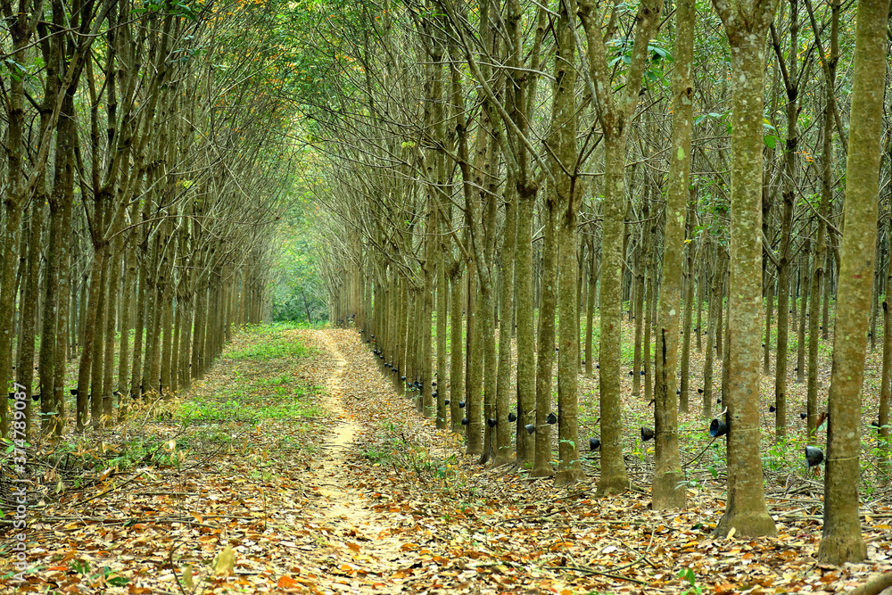 Obraz premium path in the woods