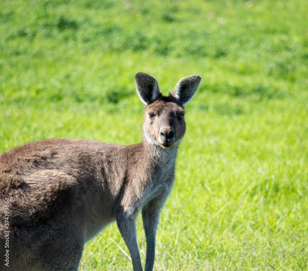 A furry Western Grey kangaroo macropus fuliginosus grazing in the green grassy field near Australind ,Western Australia on a cloudy afternoon in spring is also a popular Australian icon.