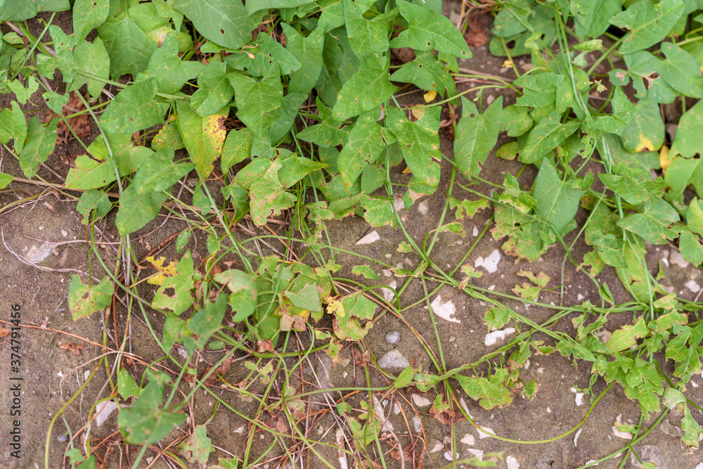 Fototapeta premium A thicket of bindweed on the old ruined, sand-covered, concrete blind area of the building. Narrow focus.
