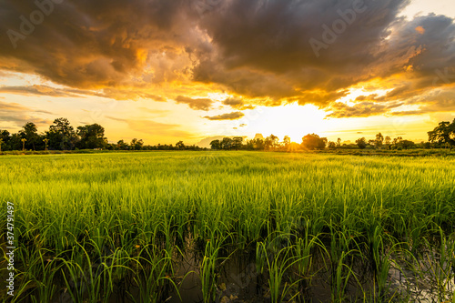 Green field and sunset with beautiful sky sunset. Landscape rice farm backgroung.