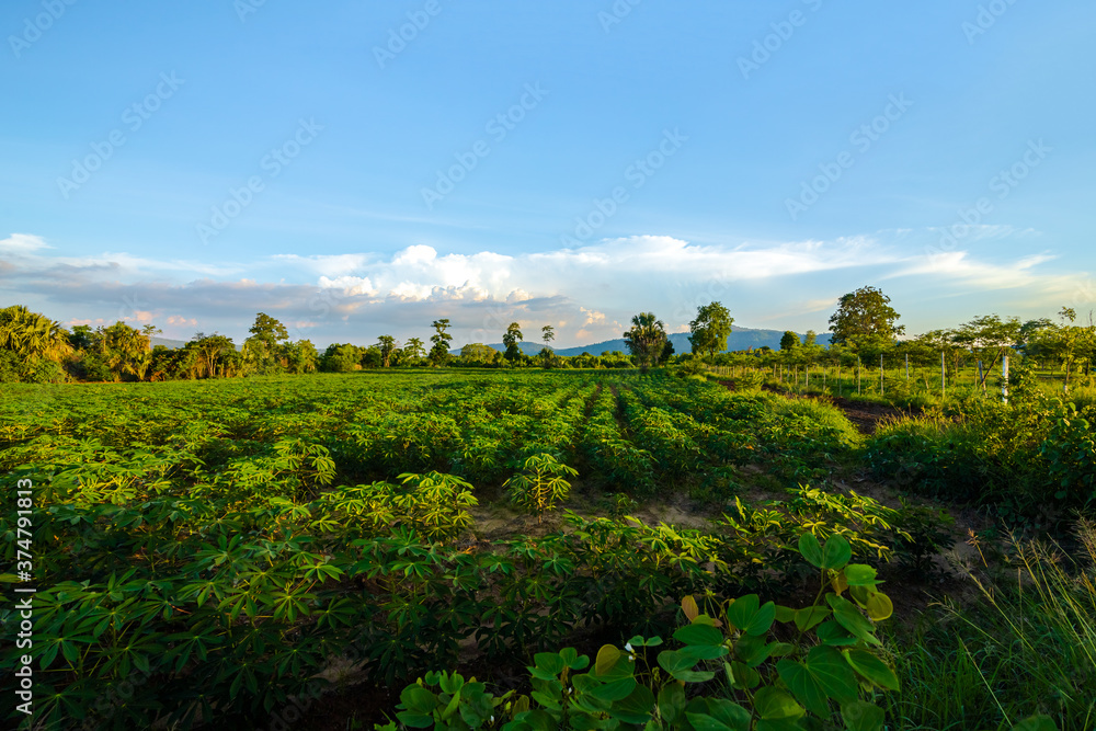 Tapioca farm, potato farm, tapioca plantation growth and mountain background. farm, and agriculture vegetable concept.