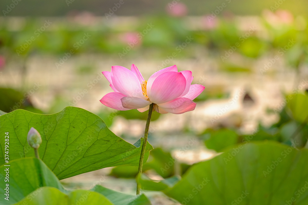 Royal pink lotus in the morning in the big lagoon
