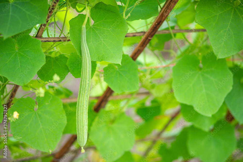 Fresh luffa acutangula or Chinese okra planting in the farm Fresh luffa acutangula or Chinese okra planting in the farm