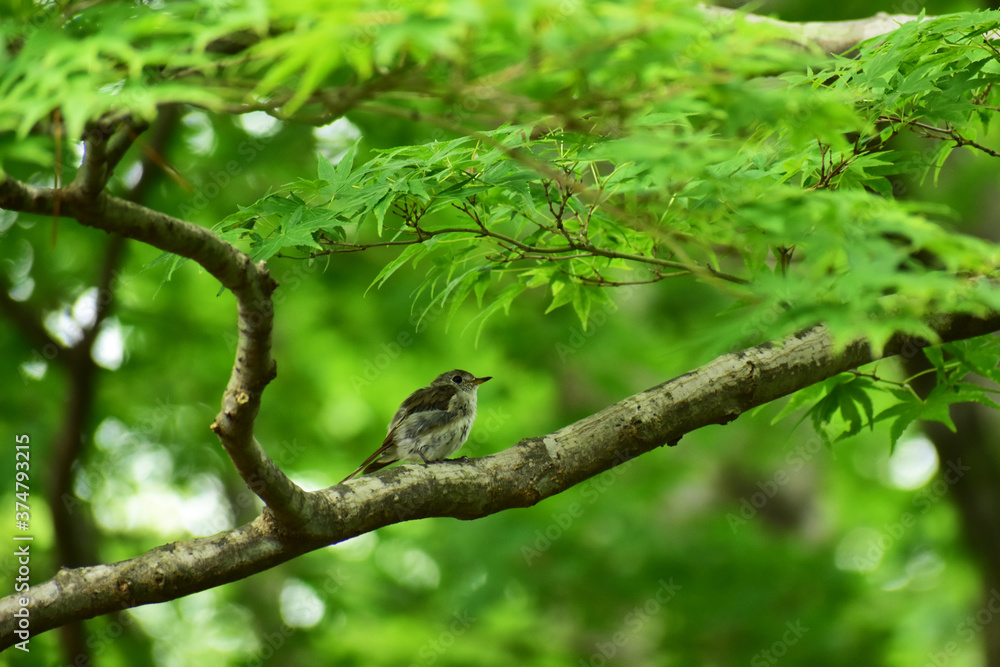 夏の森のコサメビタキの幼鳥 夏の森のコサメビタキの幼鳥