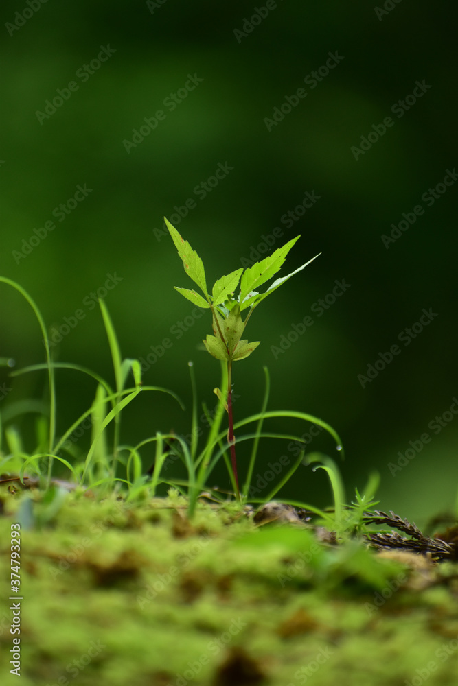 苔に生えた若い芽 苔に生えた若い芽