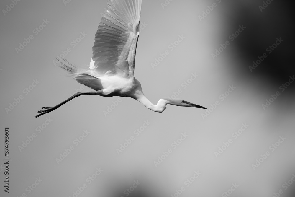 Obraz premium 중대백로가 보이는 아름다운 풍경