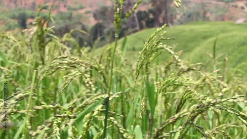 Wind blowing rice  on moutain rural in laos farming khmu ethnic group Video photo