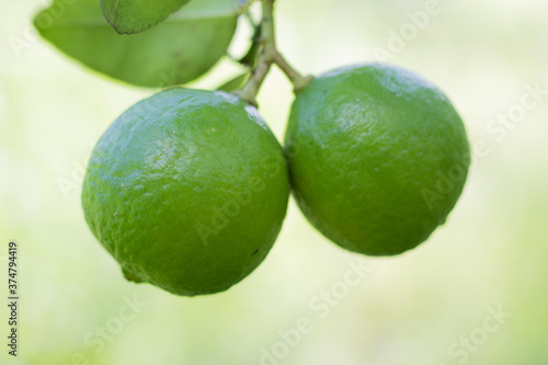 Wallpaper Mural lime on the tree Torontodigital.ca