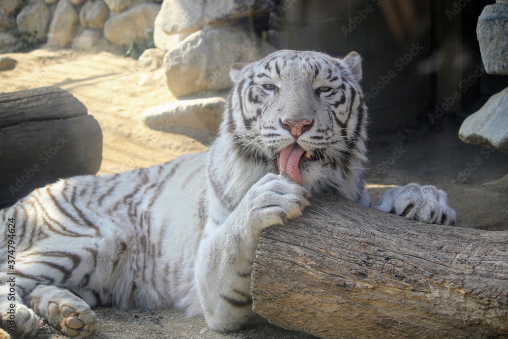 white bengal tiger