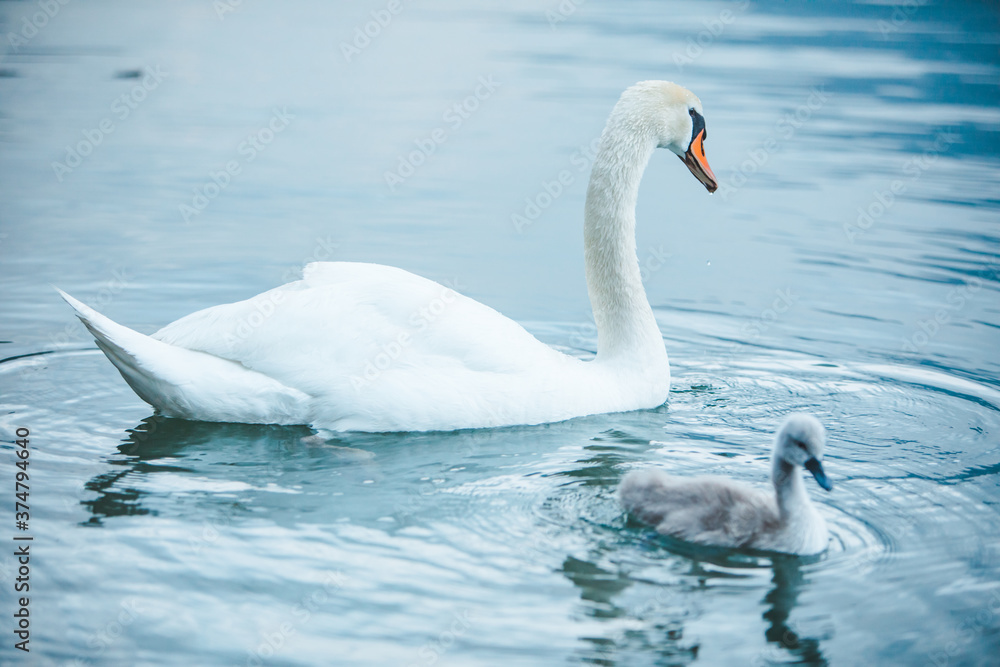 Fototapeta premium swans family in lake water close up
