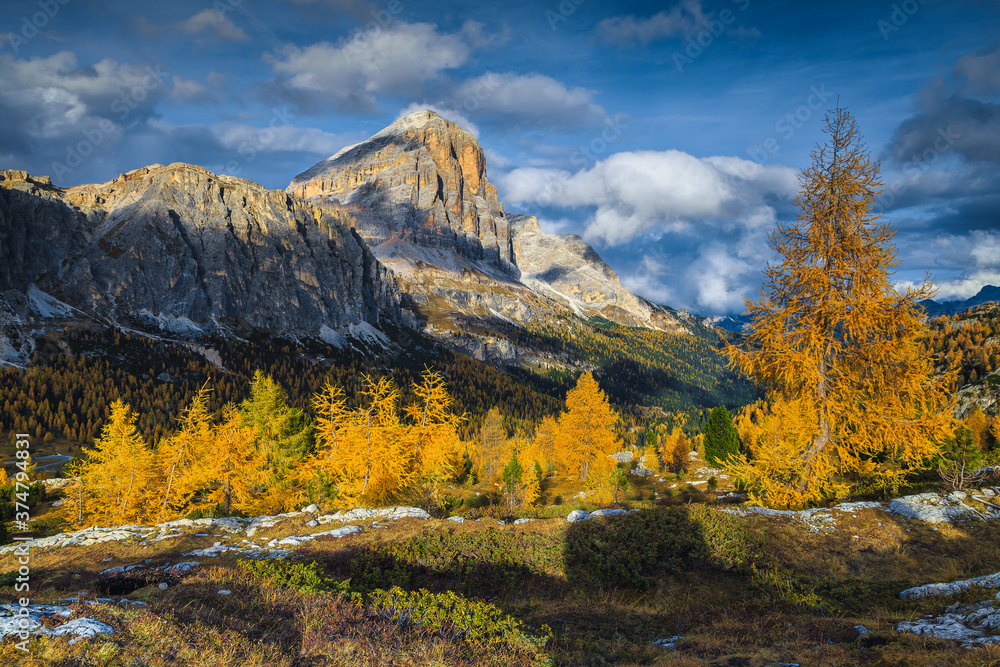 Autumn colorful larch forest and mountain ridges in background, Dolomites