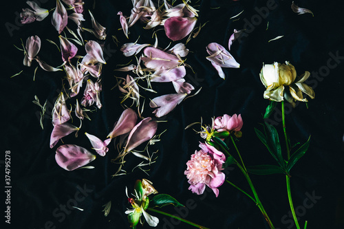 flower isolated on black. petals of a wilted flower on a dark background. wilted peony on a black background. summer texture with petals. scattered flower petals. flying petals