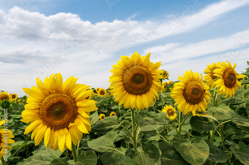Bright yellow sunflowers against a blue sky with clouds. Field of sunflowers on a summer day