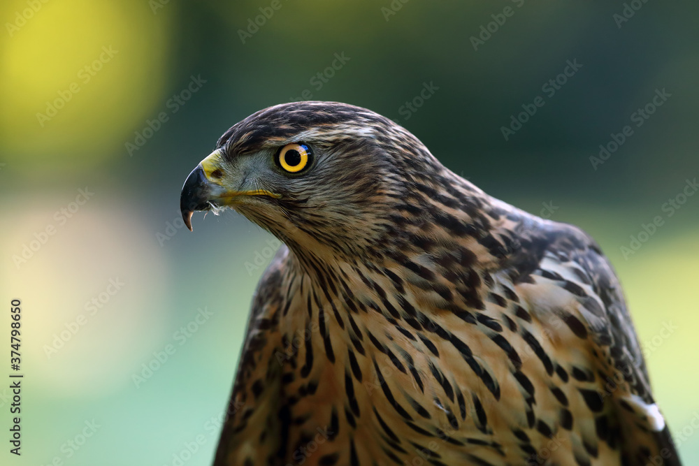 Obraz premium The northern goshawk (Accipiter gentilis), portrait of a young female hawk with colorful background. Portrait of a bird of prey with a yellow eye.