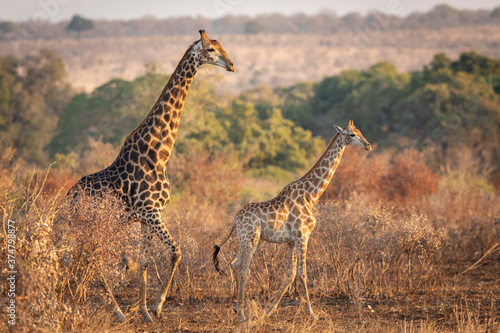 A mating pair of giraffe walking together in golden afternoon light in Kruger Park in South Africa
