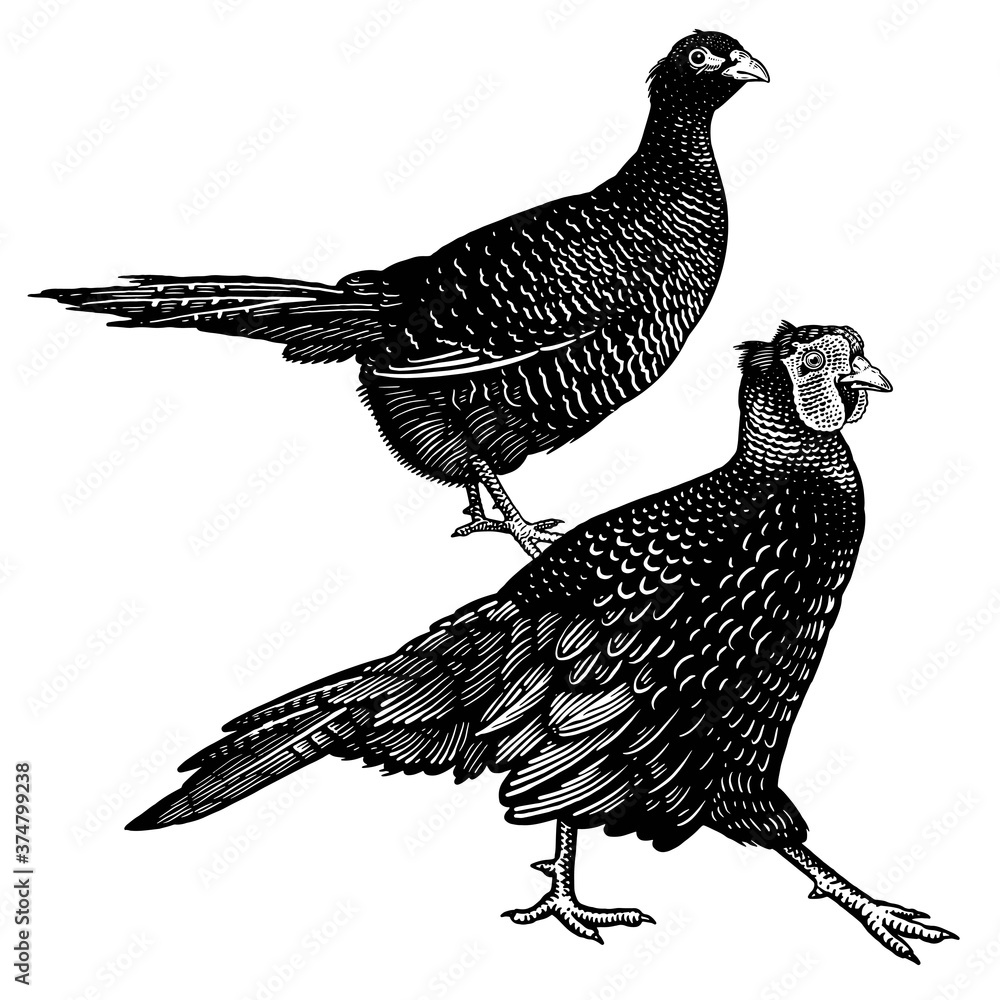 Fototapeta premium Domestic birds. Pheasants. Black and white graphics.