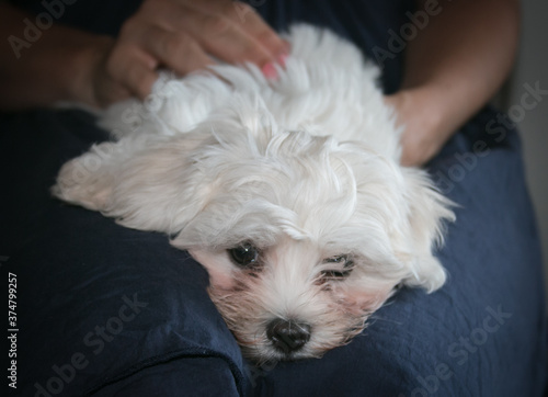 Portrait of a cute white long-haired Maltese. The puppy is 2 month old in the photo