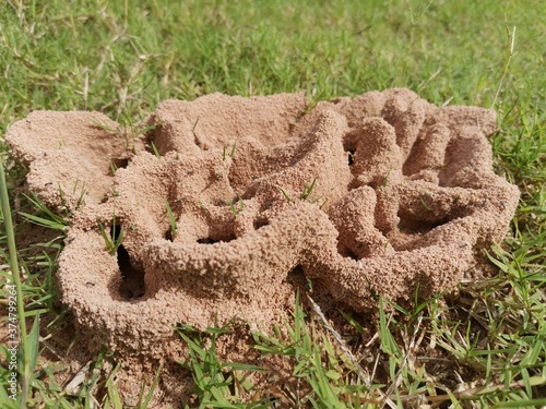 A beautiful ant nest