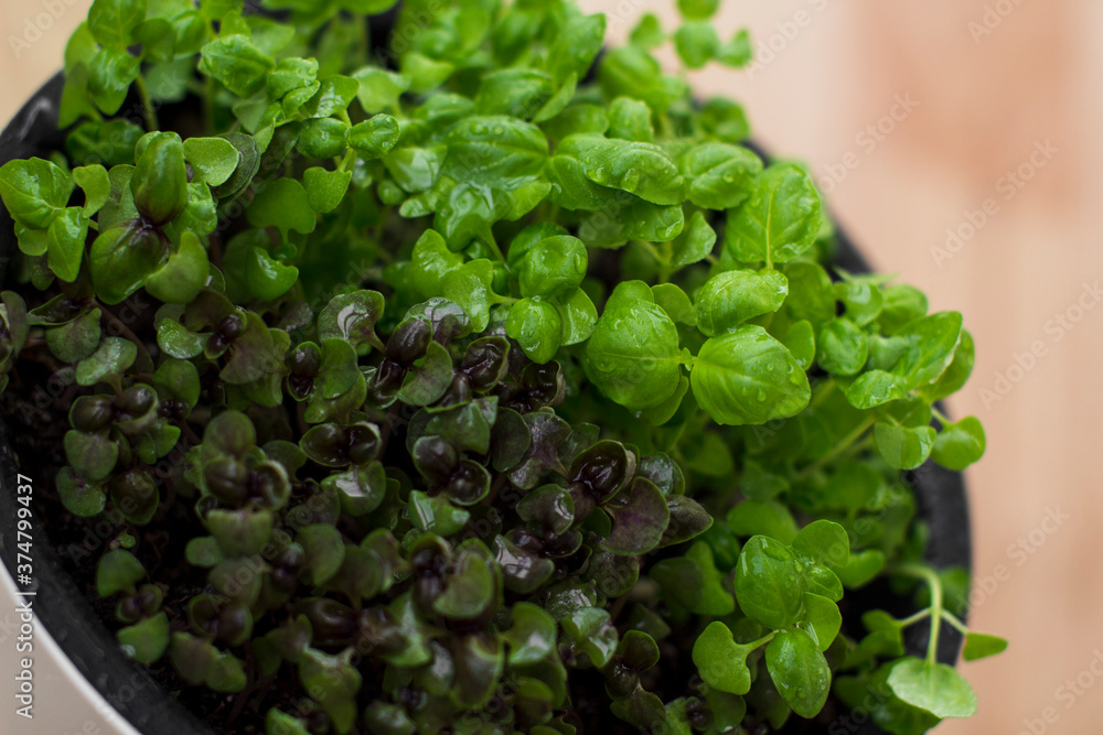 microgreens growing on a windowsill, basil sprouts in a white pot microgreens growing on a windowsill, basil sprouts in a white pot